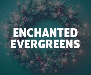 Enchanted Evergreens